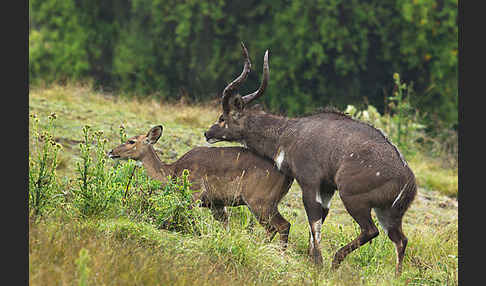 Bergnyala (Tragelaphus buxtoni)