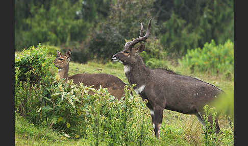 Bergnyala (Tragelaphus buxtoni)