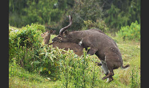 Bergnyala (Tragelaphus buxtoni)