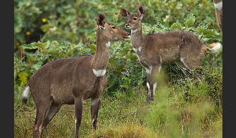 Bergnyala (Tragelaphus buxtoni)