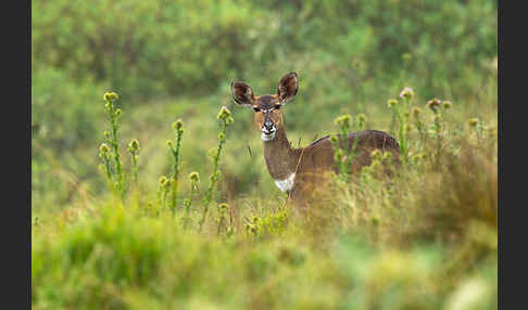 Bergnyala (Tragelaphus buxtoni)