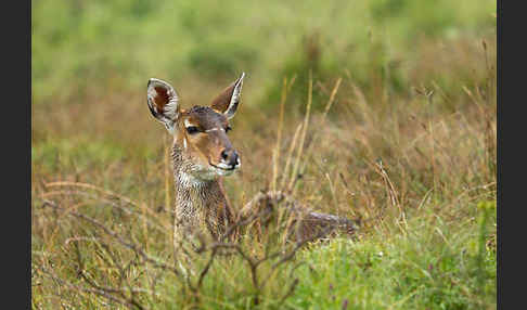 Bergnyala (Tragelaphus buxtoni)