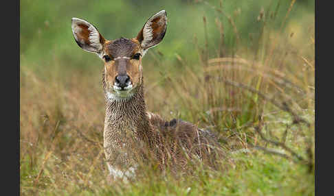 Bergnyala (Tragelaphus buxtoni)