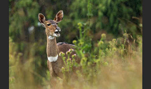 Bergnyala (Tragelaphus buxtoni)