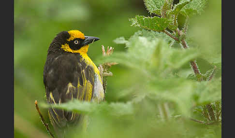 Baglafechtweber (Ploceus baglafecht)