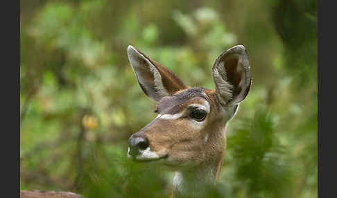 Bergnyala (Tragelaphus buxtoni)