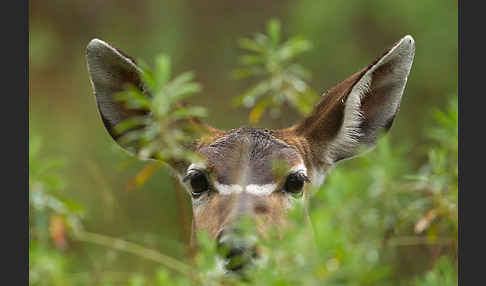 Bergnyala (Tragelaphus buxtoni)