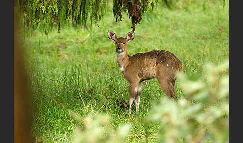 Bergnyala (Tragelaphus buxtoni)