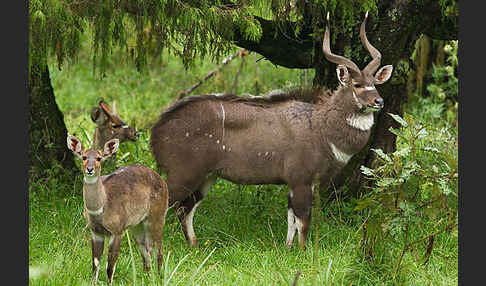 Bergnyala (Tragelaphus buxtoni)