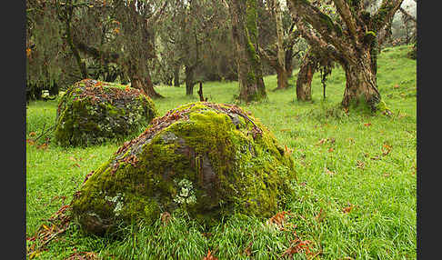 Aethiopien (Ethiopia)