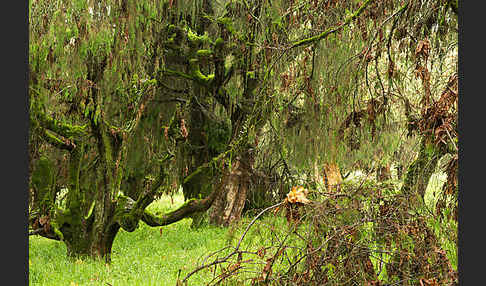 Aethiopien (Ethiopia)