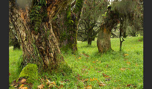 Aethiopien (Ethiopia)