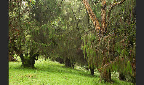 Aethiopien (Ethiopia)