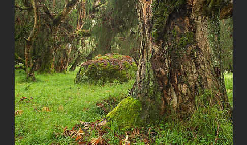 Aethiopien (Ethiopia)