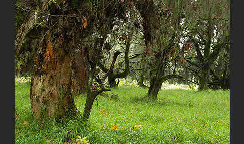 Aethiopien (Ethiopia)