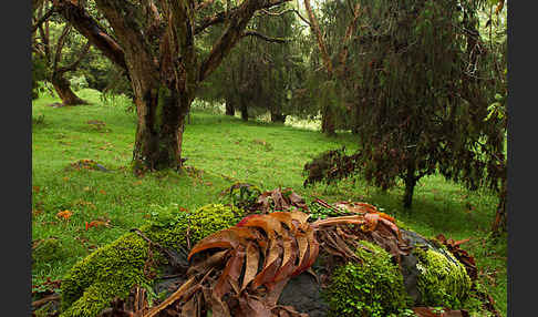 Aethiopien (Ethiopia)