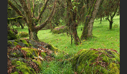 Aethiopien (Ethiopia)