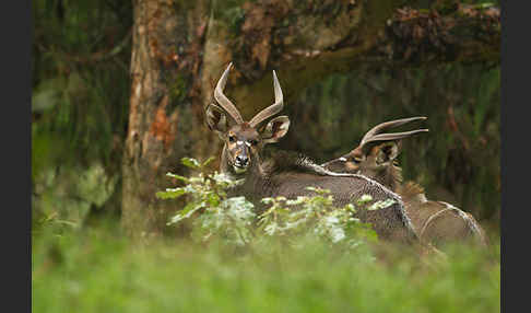 Bergnyala (Tragelaphus buxtoni)