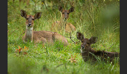 Bergnyala (Tragelaphus buxtoni)