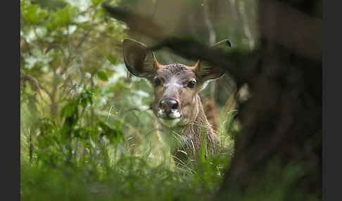 Bergnyala (Tragelaphus buxtoni)