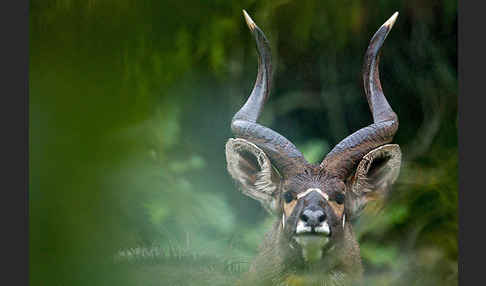 Bergnyala (Tragelaphus buxtoni)