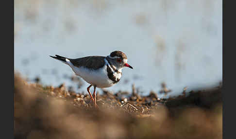 Dreiband-Regenpfeifer (Charadrius tricollaris)