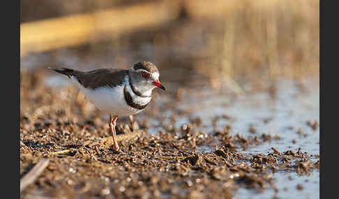 Dreiband-Regenpfeifer (Charadrius tricollaris)