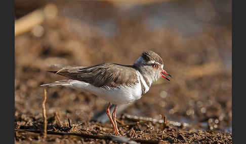 Dreiband-Regenpfeifer (Charadrius tricollaris)