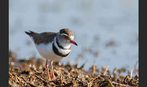 Dreiband-Regenpfeifer (Charadrius tricollaris)