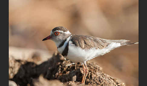 Dreiband-Regenpfeifer (Charadrius tricollaris)