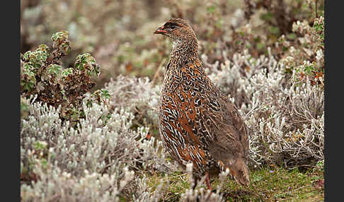 Braunnackenfrankolin (Pternistis castaneicollis)