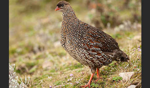 Braunnackenfrankolin (Pternistis castaneicollis)