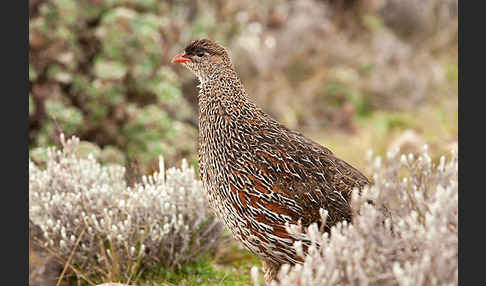 Braunnackenfrankolin (Pternistis castaneicollis)