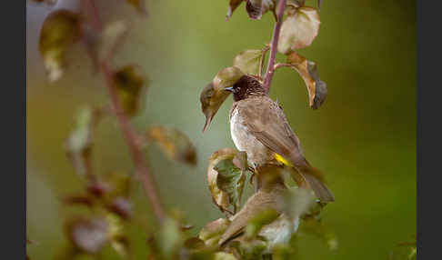 Gelbsteißbülbül (Pycnonotus xanthopygos)