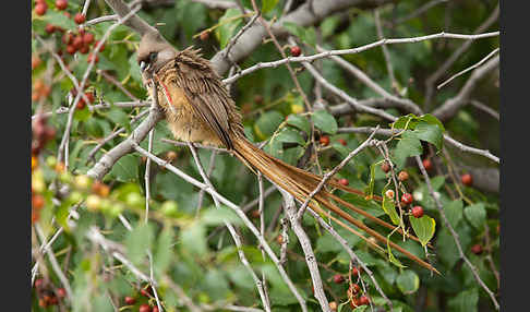 Braunflügel-Mausvogel (Colius striatus)