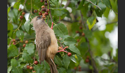 Braunflügel-Mausvogel (Colius striatus)