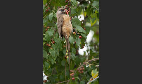 Braunflügel-Mausvogel (Colius striatus)