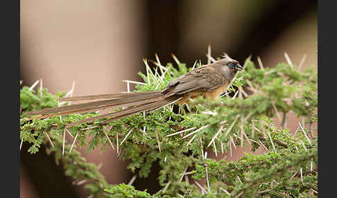 Braunflügel-Mausvogel (Colius striatus)