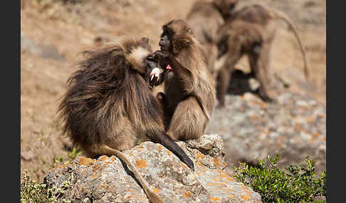 Blutbrustpavian (Theropithecus gelada)