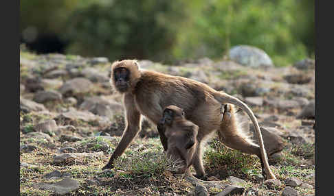 Blutbrustpavian (Theropithecus gelada)