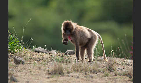 Blutbrustpavian (Theropithecus gelada)