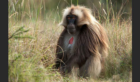 Blutbrustpavian (Theropithecus gelada)