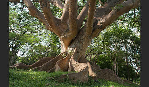 Echte Feige (Ficus carica)