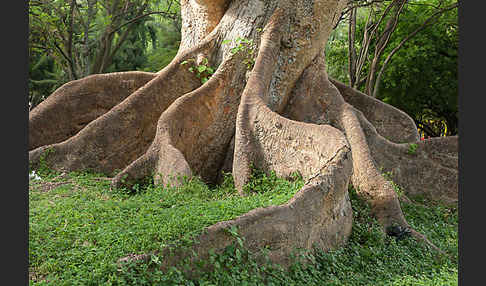 Echte Feige (Ficus carica)