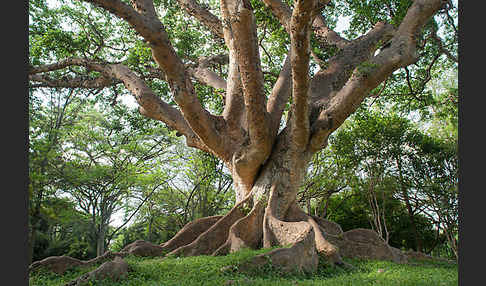 Echte Feige (Ficus carica)