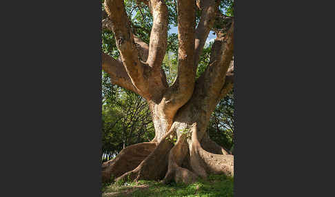 Echte Feige (Ficus carica)