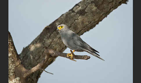 Graufalke (Falco ardosiaceus)