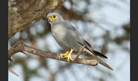 Graufalke (Falco ardosiaceus)