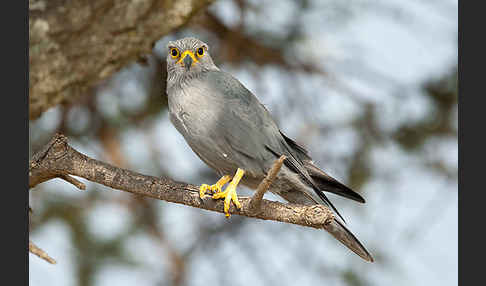 Graufalke (Falco ardosiaceus)