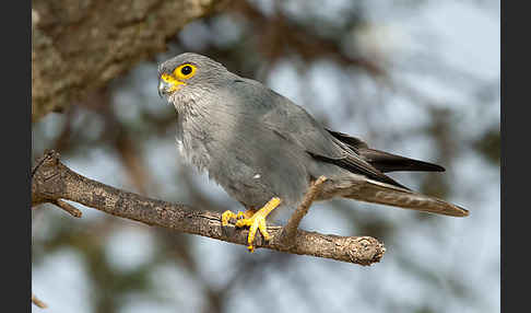 Graufalke (Falco ardosiaceus)